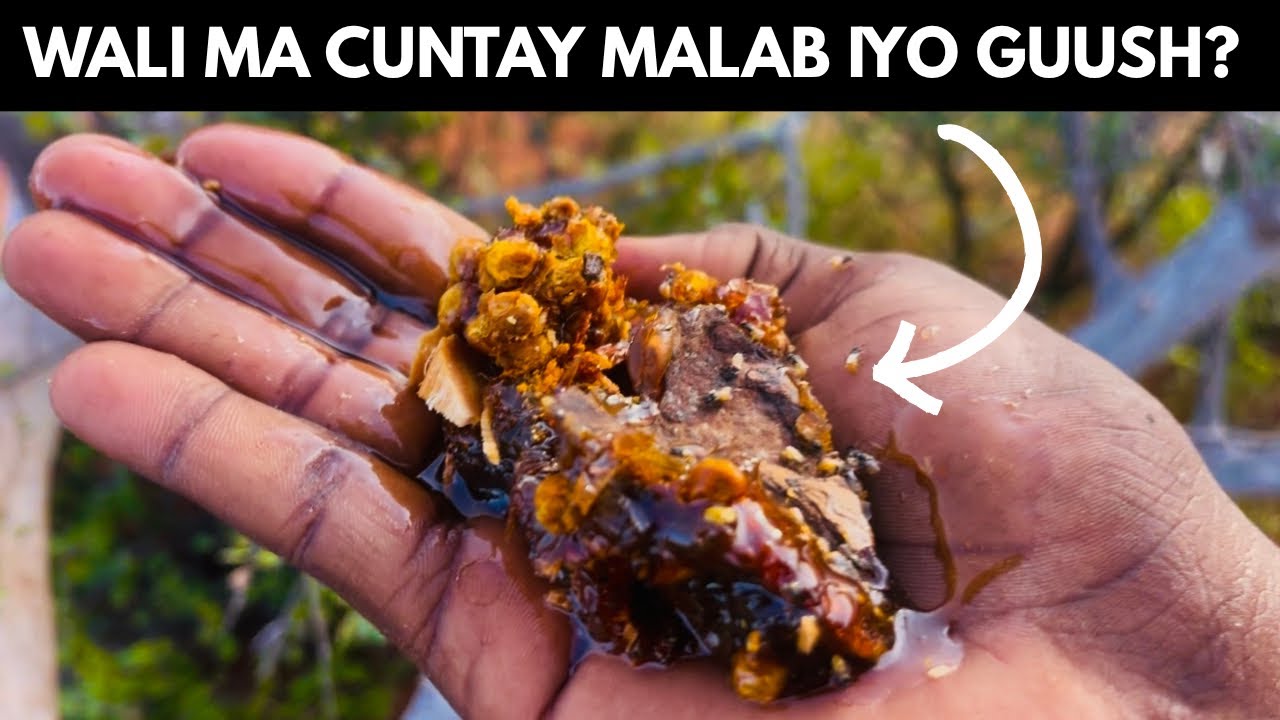 WAXAN JABSANNEY MALABKII ORIGINALKA AHAA || BAADI DOONKA GEEL TUULO HABREED AG JOOGA!!