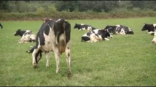 "Se teño que levar as vacas ó Obradoiro, lévoas"