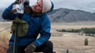 Pronghorn Page National Geographic