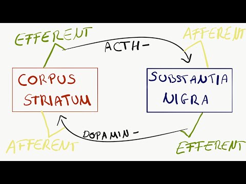 Video: De In Vivo Reductie Van Afferente Facilitatie Geïnduceerd Door Laagfrequente Elektrische Stimulatie Van De Motorische Cortex Wordt Geantagoneerd Door Kathodische Gelijkstroomstimul