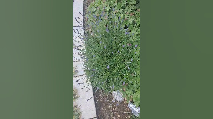 Moćno društvo: zdravac, neven, lavanda...@FotoVoja