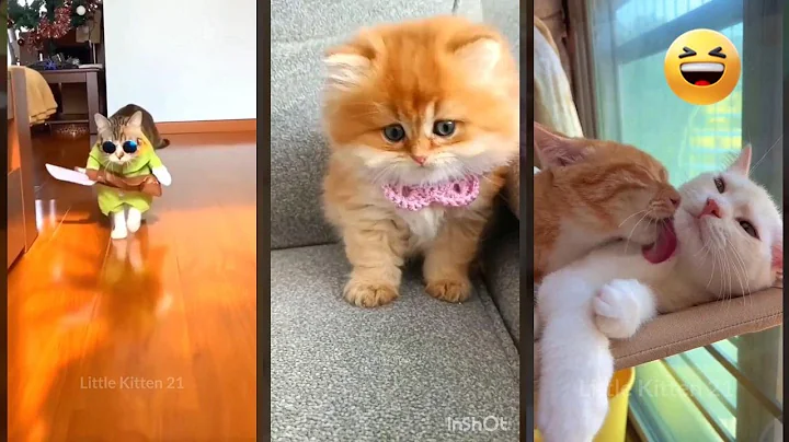 Watch the video about Cat videos ❤️ funny cats fighting 😹 #cathouse Ep 1962