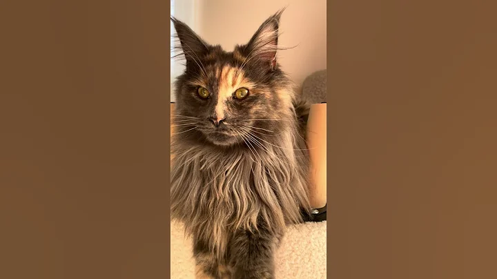 Watch the video about Maine Coon | La trasformazione di 🐈‍⬛Mendy da 2 a 13 mesi ! Buon complemese !🎈🎉🎂😻 |#mainecoon