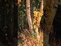 Осень в ВКО