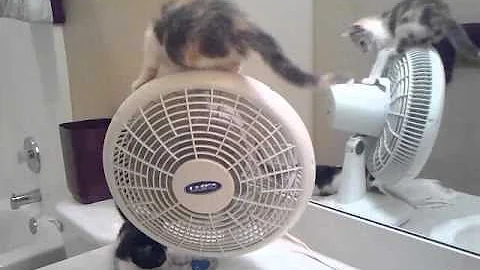 Cats - Kittens on a rotating fan