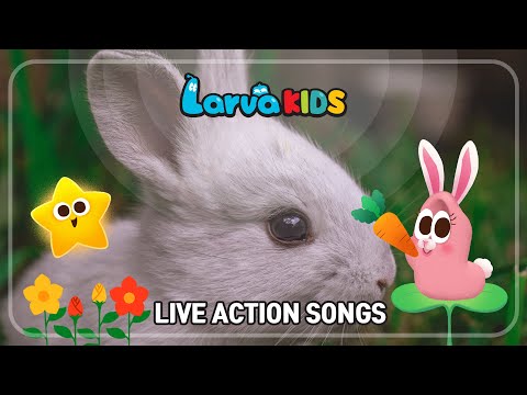 ★LARVA KIDS LIVE ACTION SONGS★ | kids songs | compilation | 15min | larva | for kids