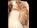I found peace the moment I found you #cat #love #kitten #magichourai #shorts