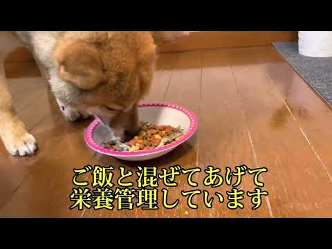 【豆柴みつき】ASMRなみつきのご飯