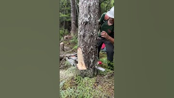 I almost lost this tree backwards when my wedge popped out 😬