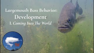 Largemouth Bass Behavior 2: After The Spawn: Development: Coming Into The World