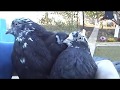 МОИ ГОЛУБИ. Pigeons  Чёрные(жуки) для друзей.