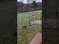 Dog eat dog world
