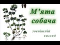 Собача м&#39;ята (розхідник звичайний) Glechoma hederacea (рос. будра плющевидная) / Собачья мята