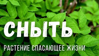 БЕСПЛАТНАЯ ЕДА И ЛЕКАРСТВО - СНЫТЬ польза и рецепты