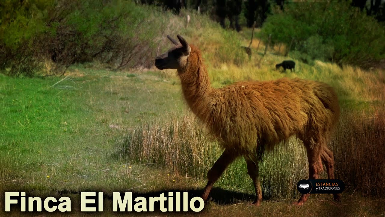 323 Finca El Martillo (San Juan) - Estancias y Tradiciones