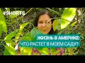 Жизнь в Америке. Что сейчас растет в моем саду. #shorts