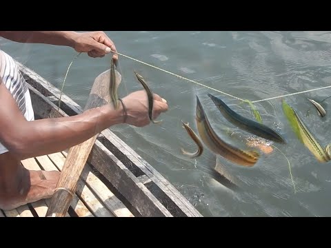 Unbelievable hook fishing 🌏🌏 catching fish - YouTube