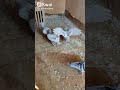 الجمعيات البديري