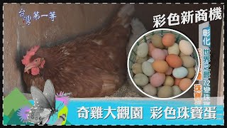 台灣第一等【天然彩色胡蘿蔔  科學控管栽種五色味道大不同五代雞混血純化 70種顏色有機雞蛋】 _精選特輯