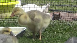 25.04.2019. Iv. Holmogory geese today at 16 days. Spotted color. Olympus farm.