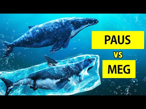 Video: Apakah megalodon lebih besar dari hiu paus?