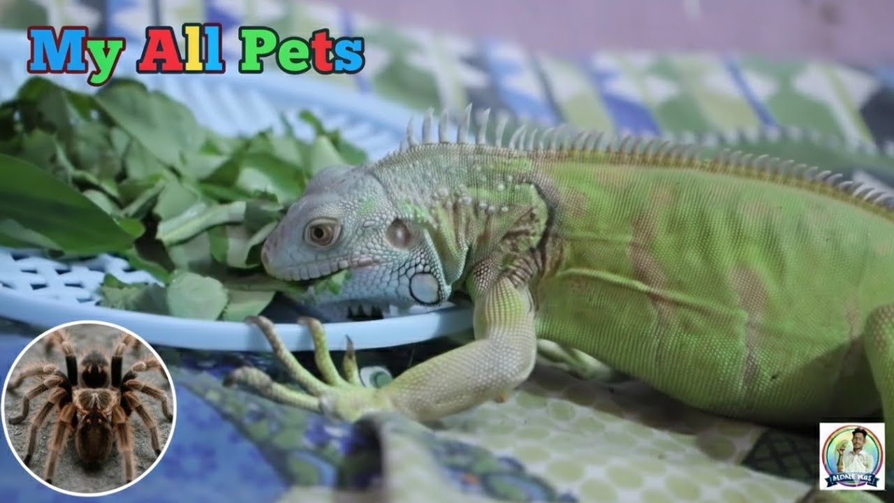 My all pat's🤗or bohot din ke bad tarantula Bahar dikhai Diya Hai 😍