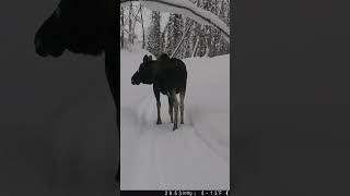 Moose Alaska Winter Westside Trail