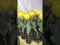 Flowers gujarish