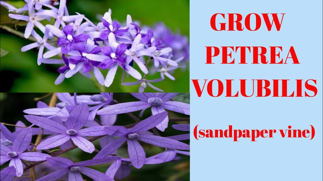 How to grow and Care petrea volubilis sandpaper vine nilmoni lata