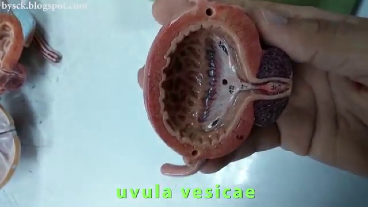 Mesane (Vesica Urineria), Ureter, Urethra Bölümleri YouTube Mesane (Vesica Urineria), Ureter, Urethra Bölümleri YouTube