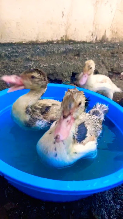 🐤 Little Happy Duck Adventure 🌈 #duck #ducklingspro #cute #animals #funny #birds #duckcartoon #pets