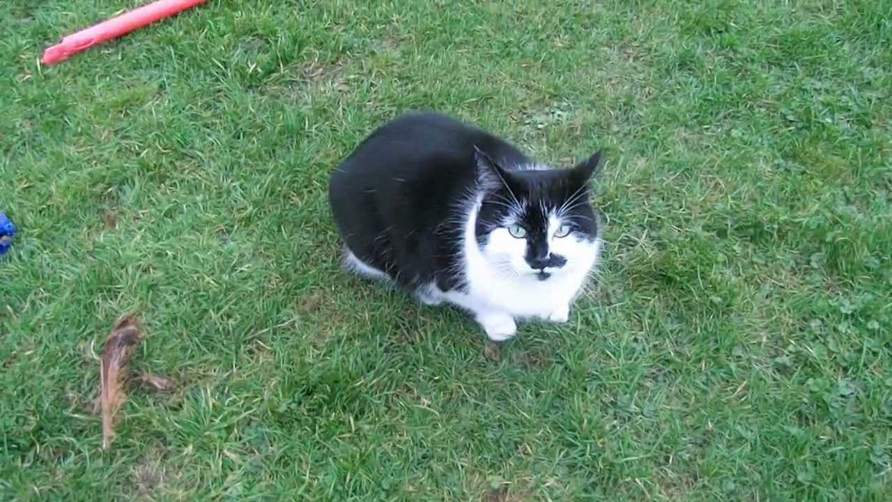 Cat chases dog YouTube