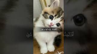 سبحان الله العظيم رب العرش العظيم وحده لا شريك له