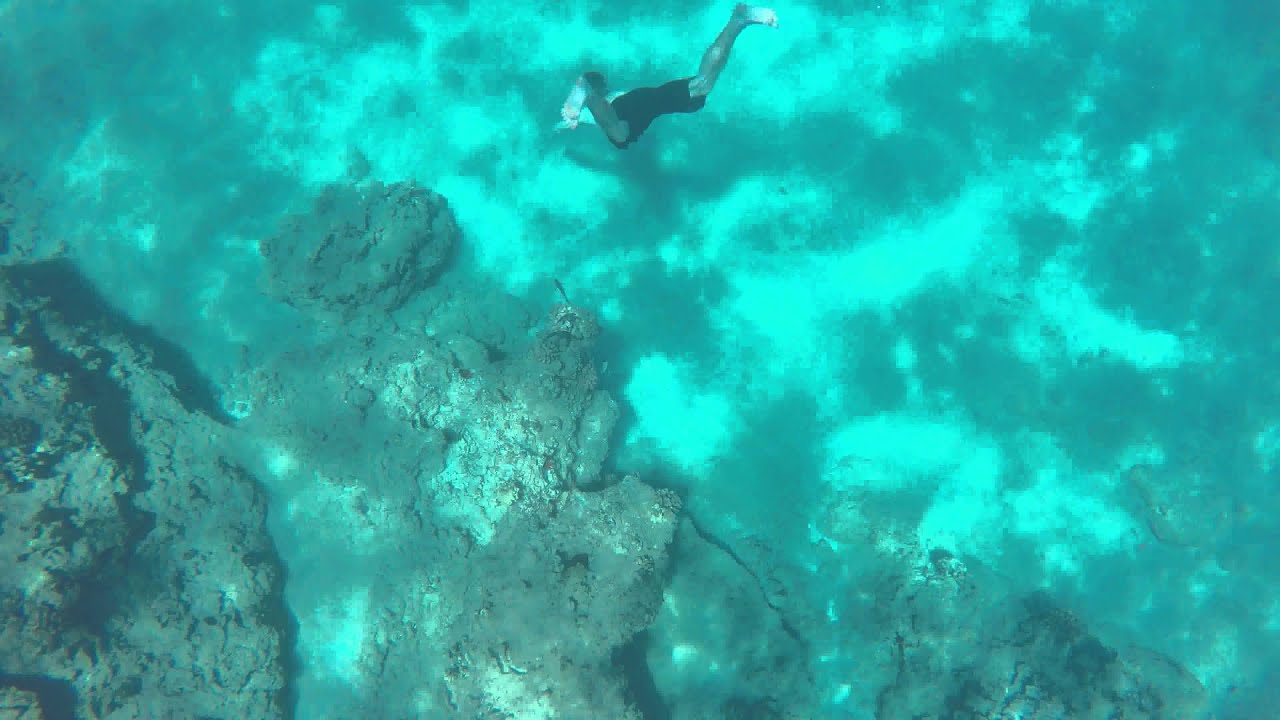 Electric Beach 30 ft Free Dive O'ahu Hawaii YouTube