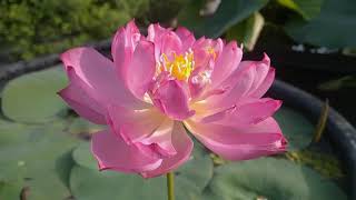 Little Rain Lotus On Full Bloom| Micro Bowl Lotus On Full Bloom| My Dreamgarden