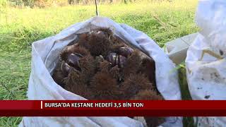 Bursa’da Kestane Hedefi 3,5 Bin Ton