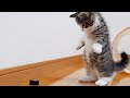 Kitten Coco vs PET bottle cap