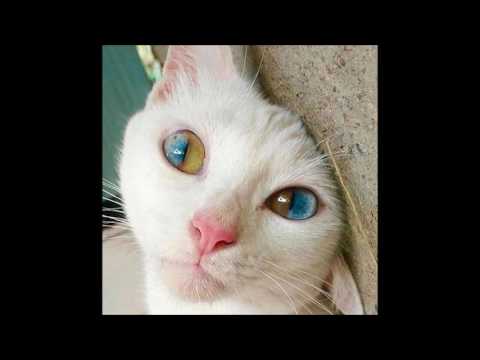 Sacred — Sacred - As One