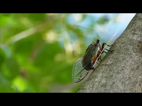 The Unique Urination of Cicadas