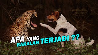 Apa Yang Terjadi Antara MACAN TUTUL Dengan ANJING Warga ?? | Penelusuran