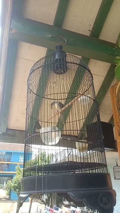 Cigun gacor#shorts #cigun #kicaumania #anugrahbf