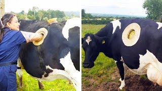 10 Cows You Won't Believe Actually Exist!