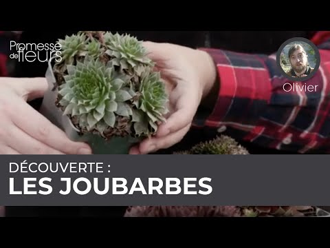 Vidéo: Qu'est-ce Qu'un 