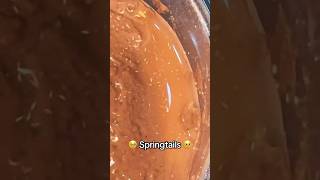 Springtails For Bioactive Tarantula Enclosures
