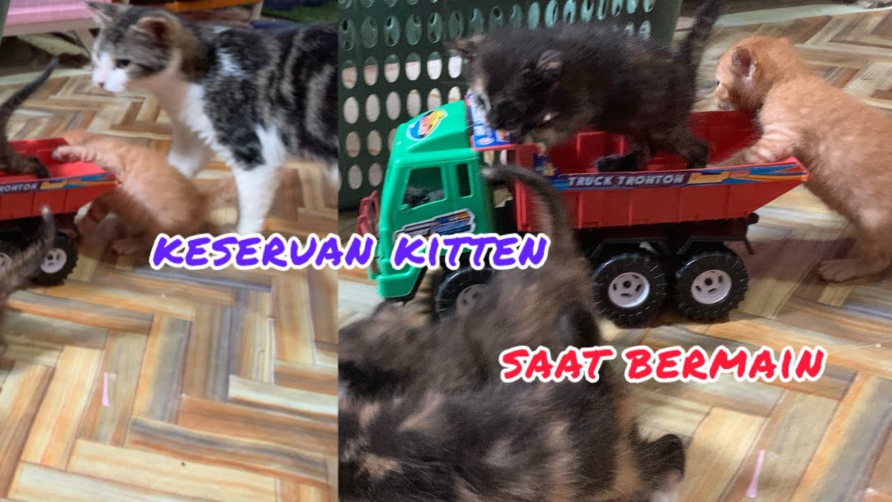 KESERUAN KITTEN SAAT BERMAIN