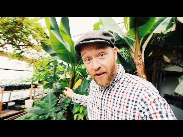 He's Growing BANANAS at 7,200 Feet (In COLORADO)!