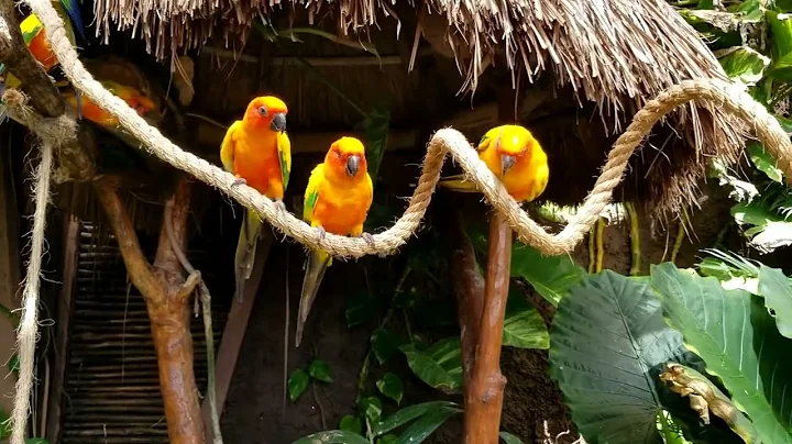 Costa Maya Aviary