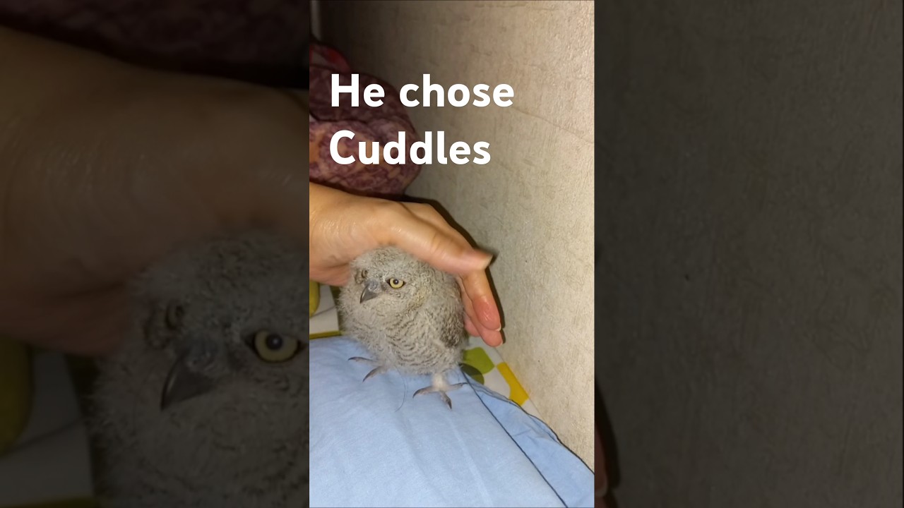Fed the Baby Owl, But Guess Where It Wanted to Sleep… 🦉💤❤️ 