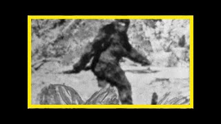 Secret of the abominable snowman revealed after scientists analyse 'yeti' dna