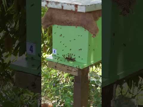 paraan para manatili  sa box ang laywan at mapigilan ang swarming